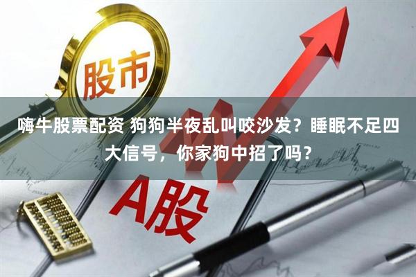 嗨牛股票配资 狗狗半夜乱叫咬沙发？睡眠不足四大信号，你家狗中招了吗？
