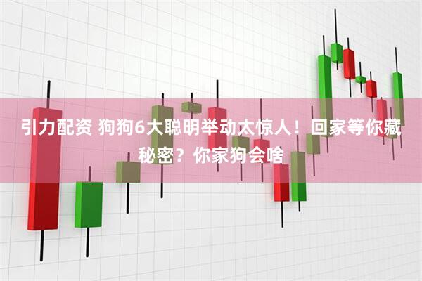 引力配资 狗狗6大聪明举动太惊人！回家等你藏秘密？你家狗会啥