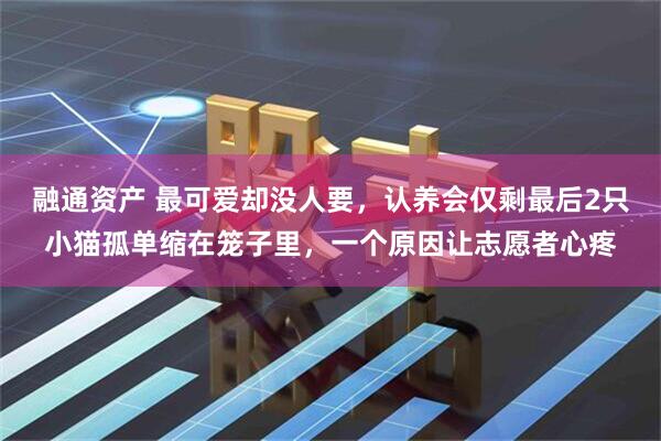 融通资产 最可爱却没人要，认养会仅剩最后2只小猫孤单缩在笼子里，一个原因让志愿者心疼